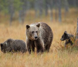 Brown Bears er2i9493