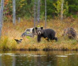 Brown Bears er2i9513 enhanced nr