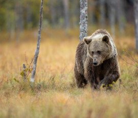 Brown Bears er2i9619 enhanced nr edit