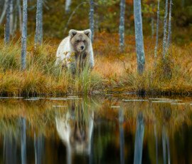 Brown Bears er2i9667 enhanced nr
