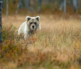 Brown Bears er2i9675 edit