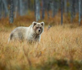 Brown Bears er2i9737 enhanced nr