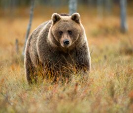 Brown Bears er2i9758 enhanced nr