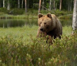 Brown Bears fx9a4090