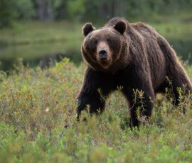 Brown Bears fx9a4190