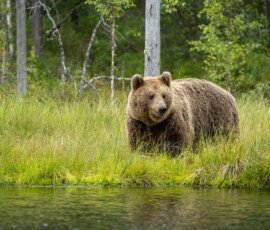 Brown Bears fx9a4586