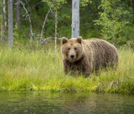 Brown Bears fx9a4589