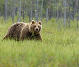 Brown Bears fx9a5448