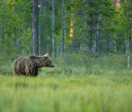 Brown Bears fx9a6098