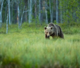 Brown Bears fx9a6118