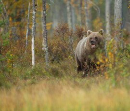 Brown Bears mlc 0105