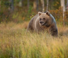 Brown Bears mlc 0128