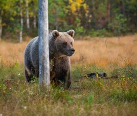 Brown Bears mlc 0167