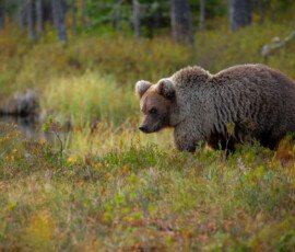 Brown Bears mlc 9735