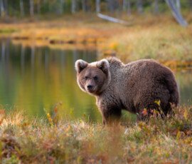 Brown Bears mlc 9753 enhanced nr